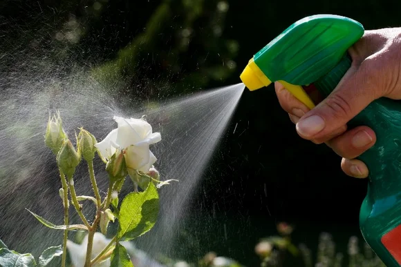 Hand sprüht Wasser auf weiße Rose
